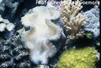  Tridacna gigas (Giant Clam, Gigas Clam)