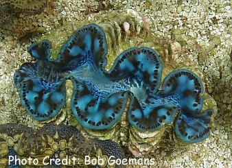  Tridacna maxima (Maxima Clam, Rugose Clam)