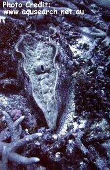  Tridacna mbalavuana (Devil Clam, Tevoro Clam)