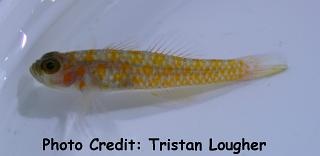  Trimma annosum (Greybearded Pygmy Goby)