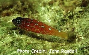  Trimma caesiura (Caesiura Dwarf Goby)