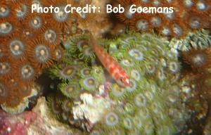  Trimma cana (Candycane Pygmy Goby)