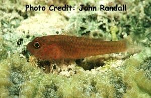  Trimma flammeum (Large-eye Pygmy Goby)