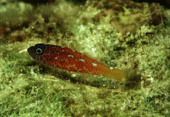  Trimma lantana (Lantana Dwarf Goby)