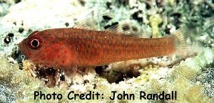  Trimma macrophthalma (Flame Pygmy Goby)