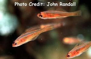  Trimma taylori (Yellow Cave Goby)