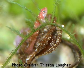  Trimmatom offucius (Pygmy Goby)