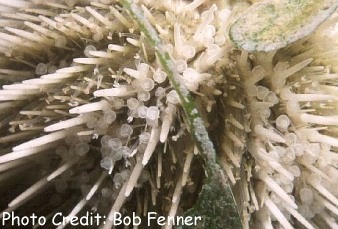  Tripneustes ventricosus (West Indian Sea Egg Urchin)