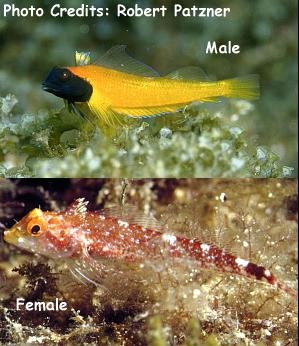  Tripterygion delaisi (Black-faced Blenny)