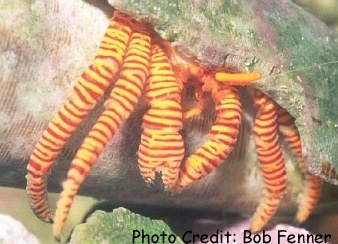  Ciliopagurus strigatus (Striped Hermit, Halloween Hermit, Orange Legged Hermit)