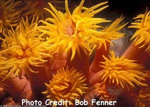  Tubastrea faulkneri (Orange Polyp Coral, Rose Coral, Sun Coral)