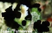  Tubastrea micrantha (Black Cup Coral, Black Tube Coral)