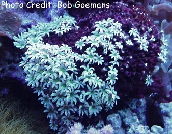  Tubipora musica (Organ Pipe Coral)