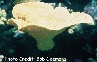  Turbinaria frondens (Yellow Cup Coral)