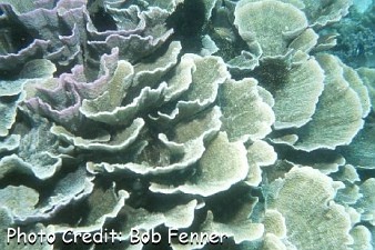  Turbinaria mesenterina (Pagoda Coral, Scroll Coral)