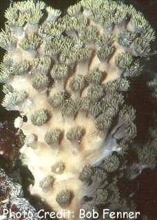  Turbinaria patula (Octopus Coral, Cup Coral)