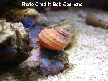  Turbo heisei (Orange Turbo, Orange Turban Snail)