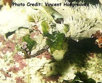  Ulva lactuca (Sea Lettuce)