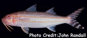  Upeneus taeniopterus (Bandtail Goatfish, Finstripe Goatfish)