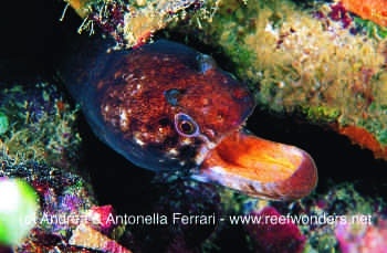  Uropterygius fasciolatus (Blotched Moray, Barred Snake Moray, Horned Snake Moray)