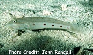  Valenciennea longipinnis (Longfinned Sleeper Goby)