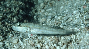  Valenciennea parva (Parva Goby)