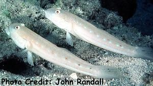  Valenciennea persica (Dot-Dash Goby)