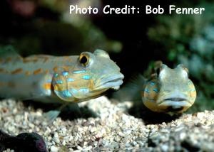  Valenciennea puellaris (Orangespotted Sleeper Goby, Maiden Goby)