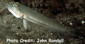  Valenciennea sexguttata (Sixspot Goby)