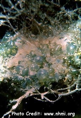  Valonia macrophysa (Bubble Algae)