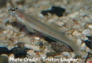  Vanderhorstia mertensi (Merten’s Shrimp Goby)