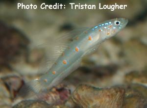  Vanderhorstia ornatissima (Ornate Shrimp Goby)