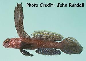  Vanderhorstia praealta (Tallfin Shrimp Goby)