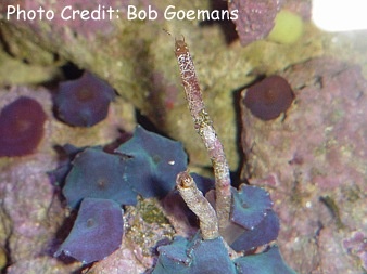  Vermetus sp. (Tube Worm, Tube Snail)