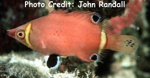  Wetmorella nigropinnata (Sharpnose Wrasse)