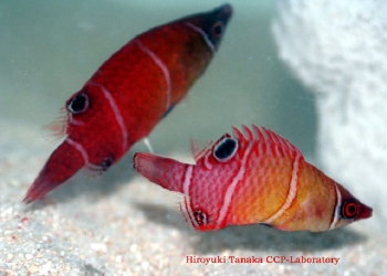  Wetmorella tanakai (Tanaka’s Wrasse)