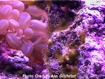  Wrangelia argus (Red Fuzz Algae)