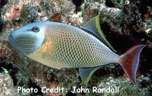  Xanthichthys mento (Redtail Triggerfish, Crosshatch Triggerfish, Blue Cheekline Triggerfish)