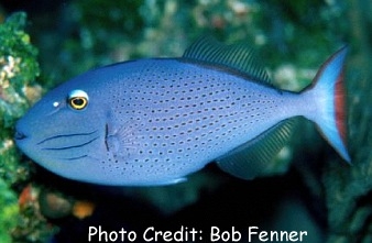  Xanthichthys ringens (Sargassum Triggerfish)