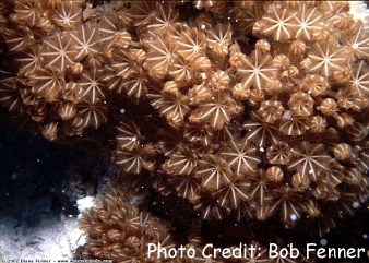  Xenia elongata (Pulse Coral)