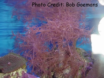  Xenia unbellata (Xenia, Pulse Coral)