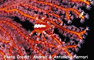  Xenocarcinus conicus (Conical Spider Crab)