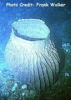  Xestospongia testudinaria (Giant Tube Sponge, Vase Sponge)