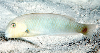  Xyrichtys martinicensis (Rosy Razorfish)