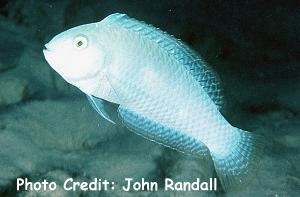  Xyrichtys novacula (Pearly Razorfish)