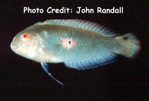  Xyrichtys splendens (Green Razorfish)