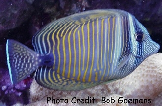  Zebrasoma desjardinii (Red Sea Sailfin Tang)