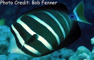  Zebrasoma veliferum (Sailfin Tang)