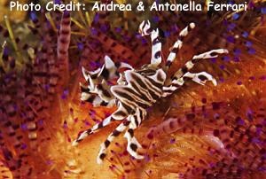  Zebrida adamsii (Urchin Crab)