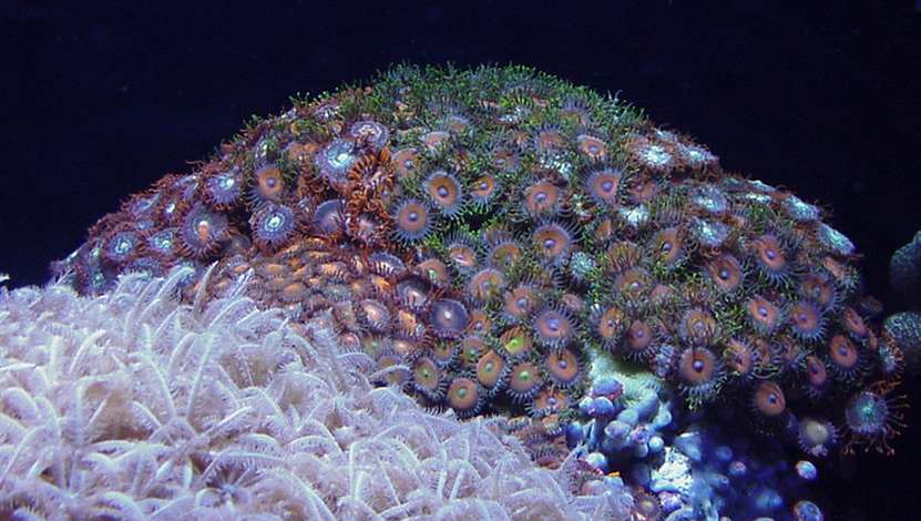  Zoanthus coppingeri (Button Polyp, Sea Mat Zoas)